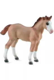 Źrebię Red Dun